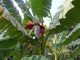 香蕉,绿色,水果