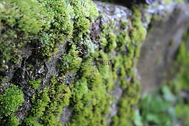 性質(zhì),草,泡沫