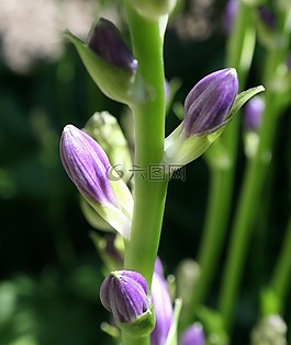 花蕾,花的,植物