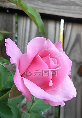 花,粉红玫瑰,模糊木栅栏的背景