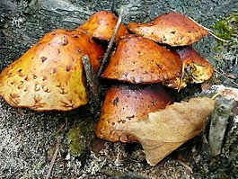 野生,蘑菇,樹