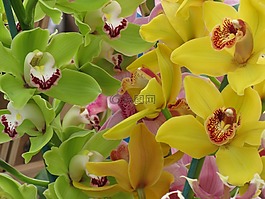 蘭花,花,熱帶