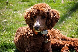 标准贵宾犬,小狗,棕色的狗