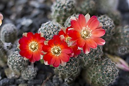 仙人掌,花,rebutia