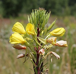 月見草,suncup,sundrop公司