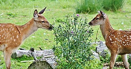 獐鹿,kitz,野生