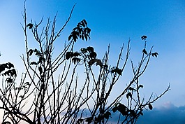 春,樹,植物