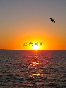 海鷗,鳥,日落