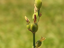 百合,燈泡,花