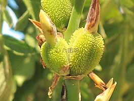 百合,燈泡,花
