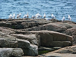 海鷗,鳥,海岸線