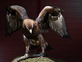 阿德勒,鳥(niǎo),鷙鳥(niǎo)