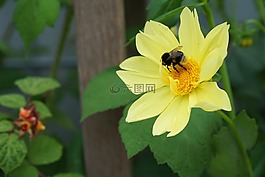 花,黃色,蜜蜂