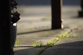 草,稻草,雜草