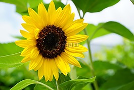 太陽花,性質(zhì),夏季
