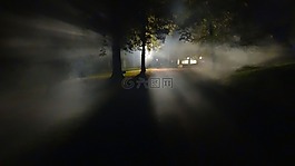 森林,霧,黑