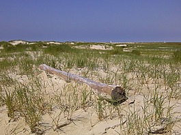 漂流物,沙丘,海灘