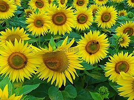 太陽(yáng)花,夏季,蜜蜂