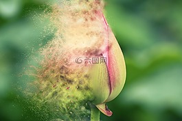 自然,植物區(qū)系,花