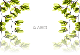 葉子,分支機(jī)構(gòu),科