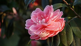 花,植物,大自然