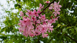 花,植物,大自然