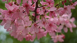 花,植物,大自然