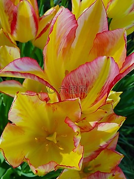 郁金香,花,自然