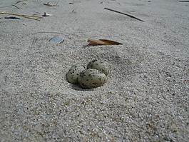 蛋,海灘,燕鷗