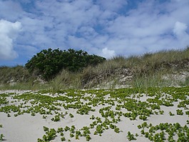 海灘,敘爾特島,北海