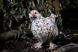 鳥,性質(zhì),動物