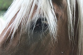 馬眼,馬,關閉