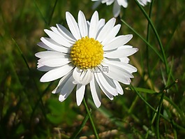 雛菊,花,白