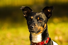 狗,猎犬,hundeportrait