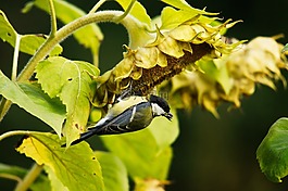 山雀,動物,性質(zhì)