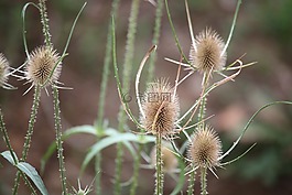 蓟,植物,植物野生动物
