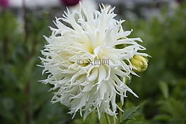 花,花園,春