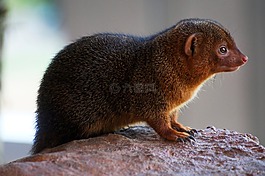 zwergmanguste,nager,嚙齒動物