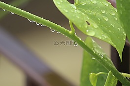 giloy,心脏叶moonseed,tinospora草