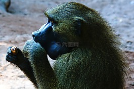 狒狒,猴子,動物