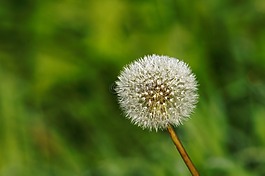 loewnzahn,植物群,性質