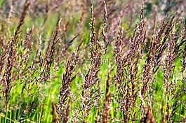 草,植物群,性質(zhì)