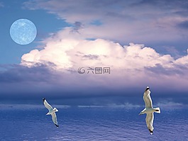 海鷗,鳥,飛行