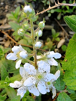 野生,黑莓,布什