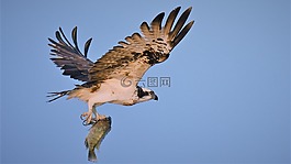 鳥,野生動(dòng)物,猛禽