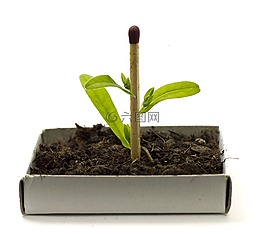 植物,成長,遺傳