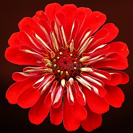 花,開(kāi)花,百日草