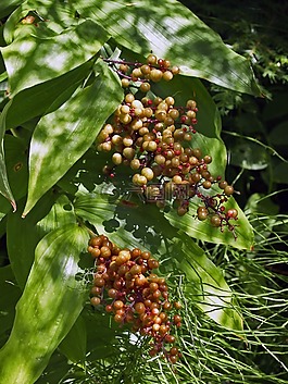 漿果,森林,植物