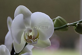 蘭花,白,開花