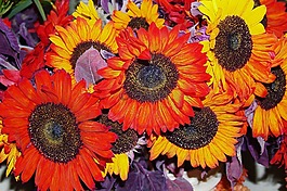 向日葵,紅色,黃色
